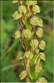 Orchis_anthropophora2_RB