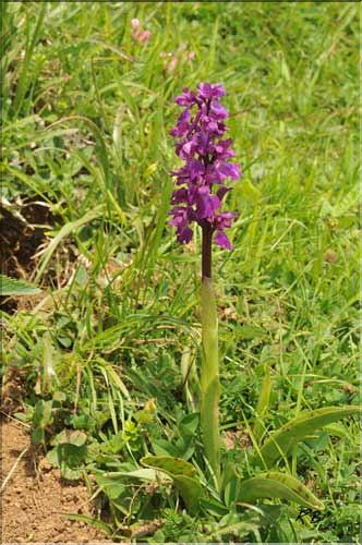 Orchis_mascula1_RB