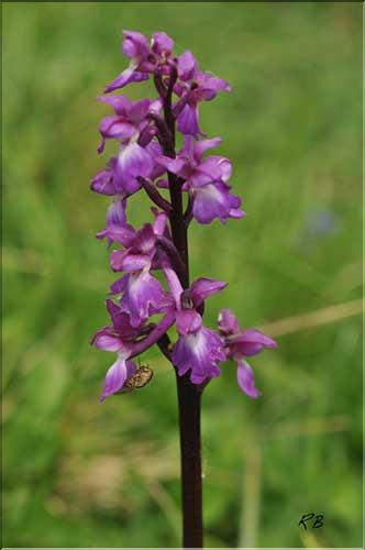 Orchis_mascula2_RB