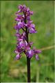 Orchis_mascula2_RB