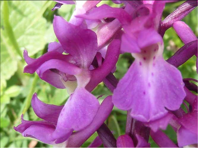 Orchis_mascula4_MAL