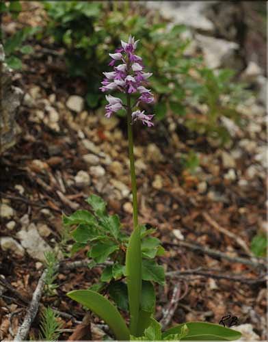 orchis_militaris1_RB