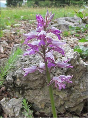 Orchis_militaris2_MB