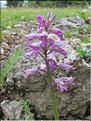 Orchis_militaris2_MB