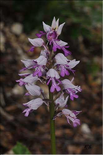orchis_militaris2_RB