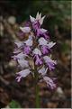 orchis_militaris2_RB