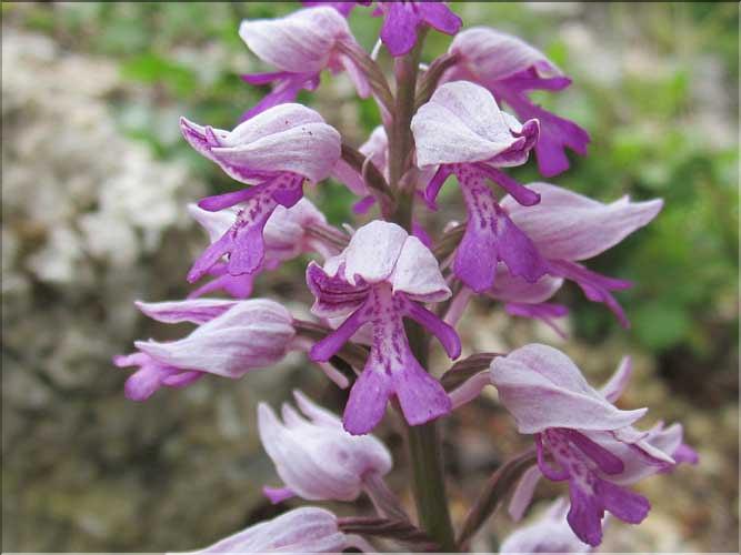 Orchis_militaris3_MB
