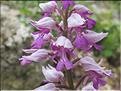 Orchis_militaris3_MB