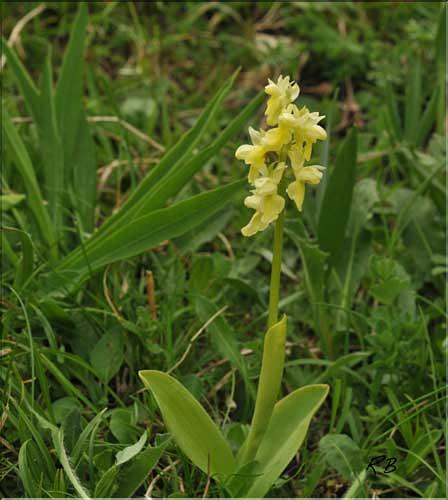 Orchis_pallens1_RB