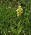 Orchis_pallens1_RB