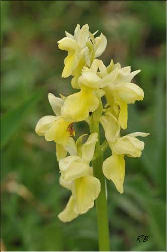 Orchis_pallens2_RB