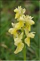 Orchis_pallens2_RB