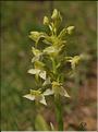 Platanthera_chlorantha_RB