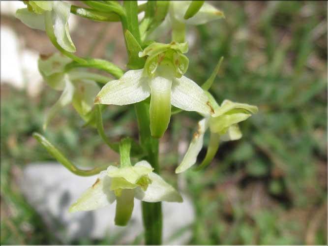 Plathantera_chlorantha_MB