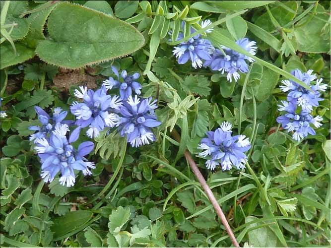 Polygala_calcarea1_MAL