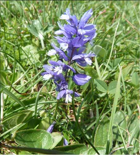 Polygala_calcarea2_MAL