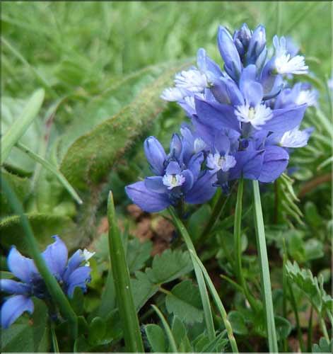 Polygala_calcarea3_MAL