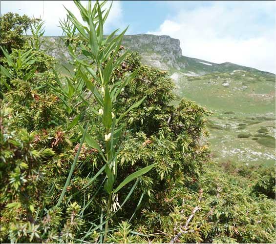 Polygonatum_verticillatum1_MAL