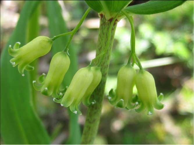 Polygonatum_verticilliatum2_MB