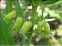 Polygonatum_verticilliatum2_MB