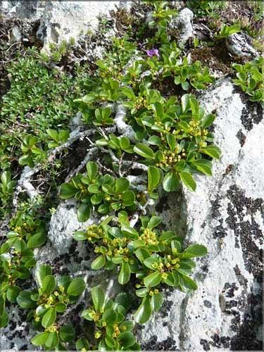 Rhamnus_pumila1_MAL