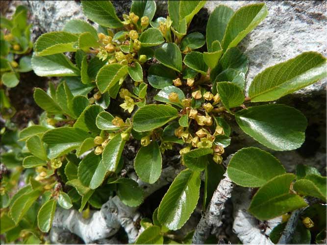 Rhamnus_pumila2_MAL