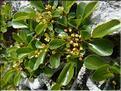 Rhamnus_pumila2_MAL