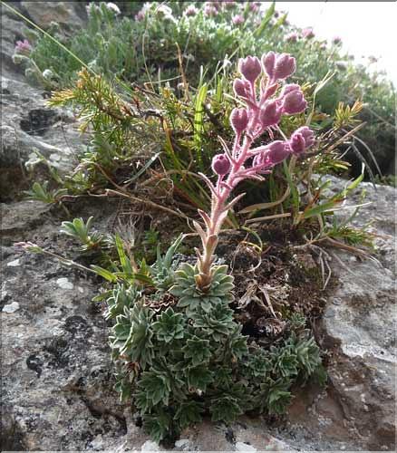 Saxifraga_media1_MAL