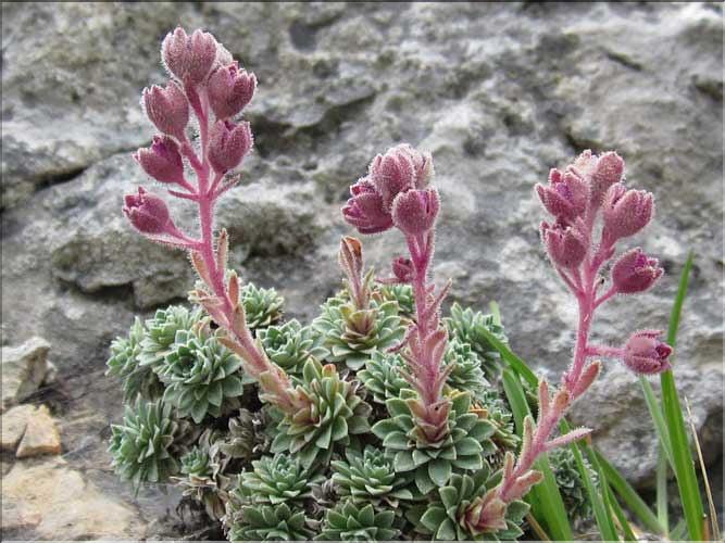 Saxifraga_media2_MB