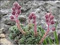 Saxifraga_media2_MB