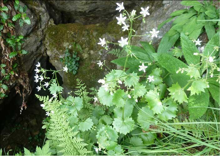 Saxifraga_rotundifolia_MAL