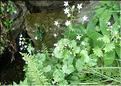 Saxifraga_rotundifolia_MAL