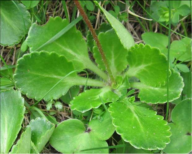 Saxifraga_umbrosa1_MB