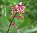 Saxifraga_umbrosa2_MB