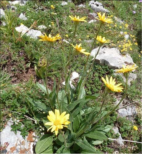 Senecio_doronicum1_MAL