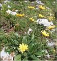 Senecio_doronicum1_MAL