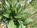 Senecio_doronicum2_MAL