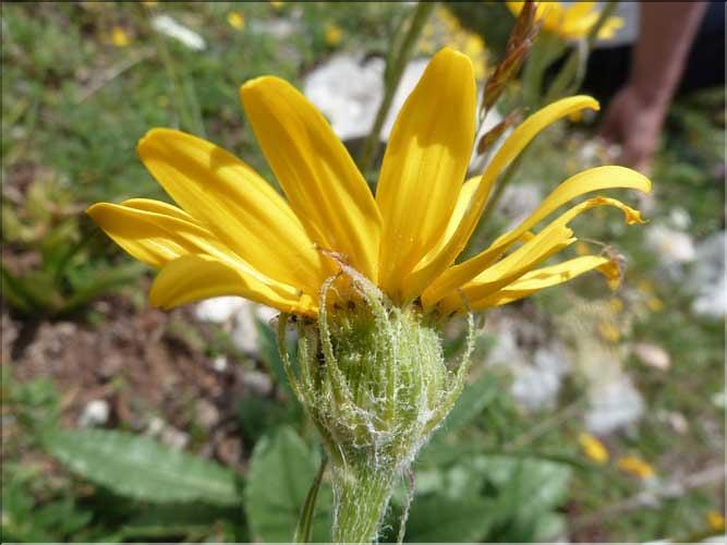 Senecio_doronicum3_MAL