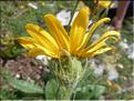 Senecio_doronicum3_MAL