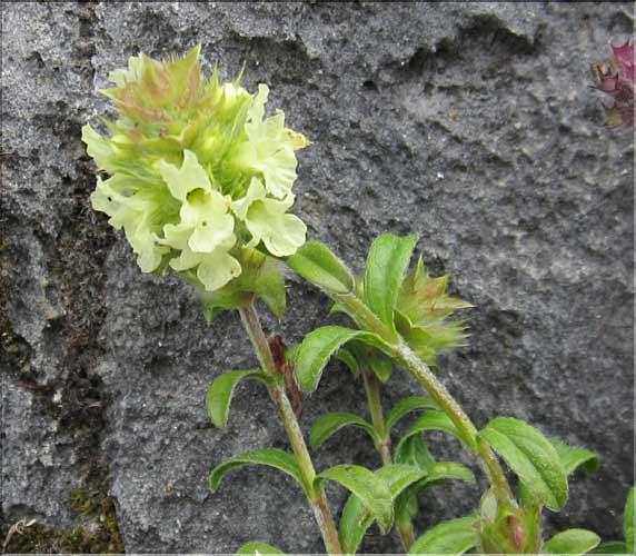 Sideritis_hyssopifolia_MB