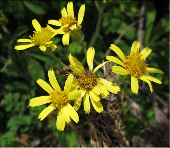 Tephraseris_helenitis2_MB