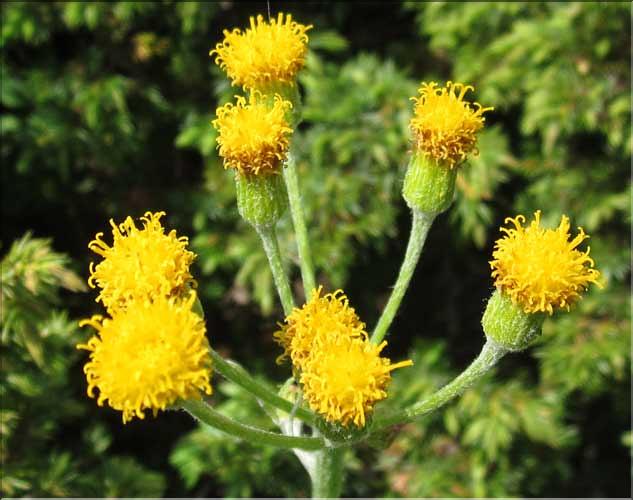 Tephraseris_helenitis3_MB