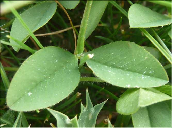 Trifolium_montanum2_MAL