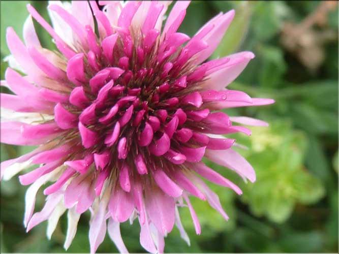 Trifolium_montanum3_MAL