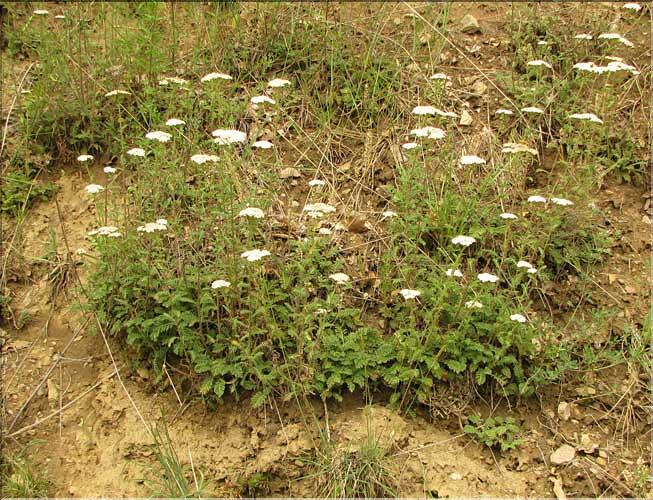 Achillea_odorata1_SP