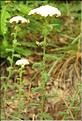 Achillea_odorata2_SP