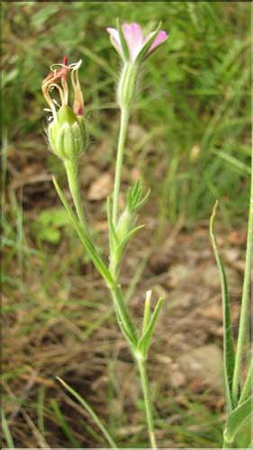 Agrostemma_githago1_SP