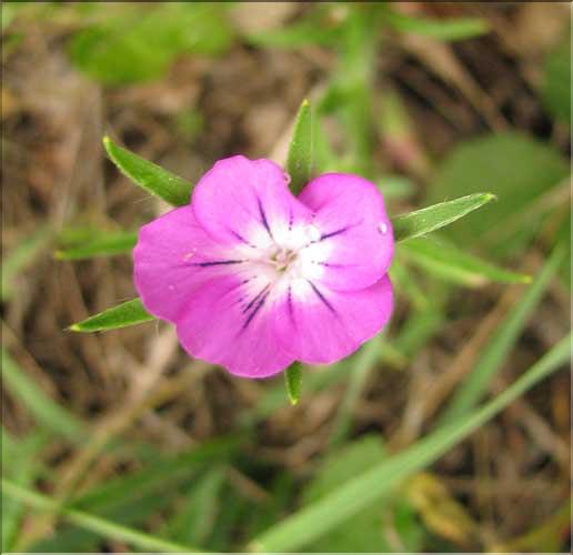 Agrostemma_githago2_SP