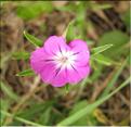 Agrostemma_githago2_SP
