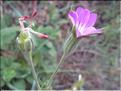 Agrostemma_githago3_MB